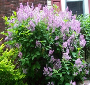 Lilac