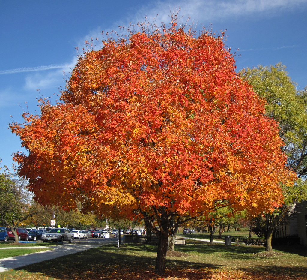 SUGAR MAPLE