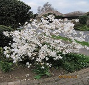 WATTER LILLY